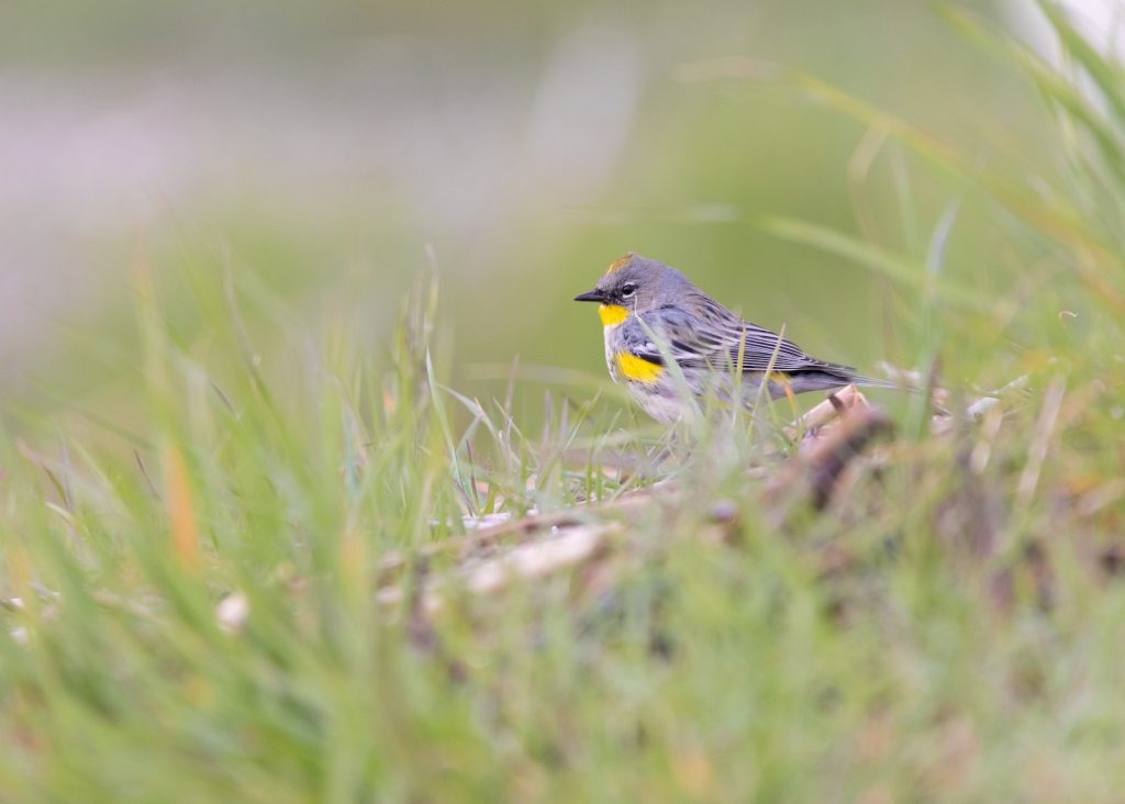 Yellow rumped warbler